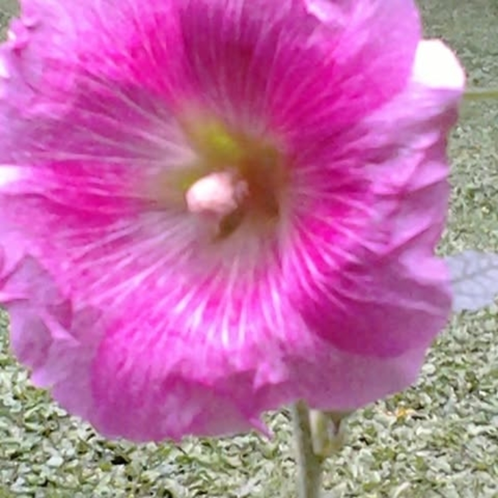 Meet your Posher, Grace